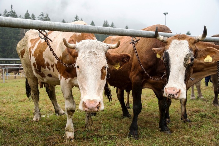 Crodo ospita la sesta edizione della Mostra Bovina Provinciale