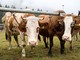 Crodo ospita la sesta edizione della Mostra Bovina Provinciale