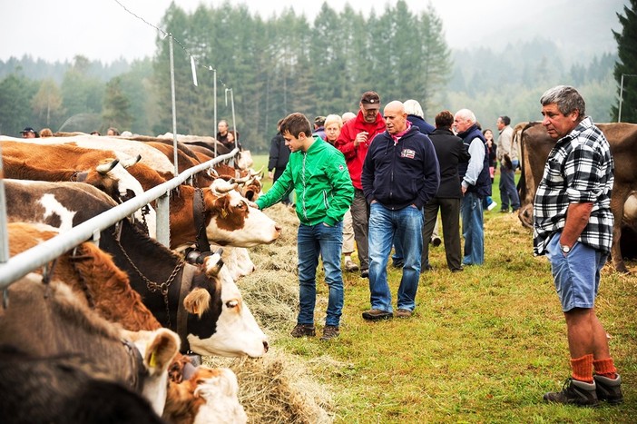 Santa Maria Maggiore ospita la 43esima Mostra Bovina Santa Maria Maggiore ospita la 43esima Mostra Bovina