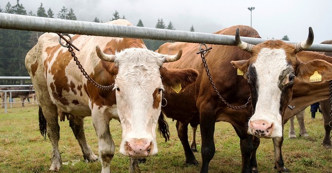 Crodo ospita la sesta edizione della Mostra Bovina Provinciale