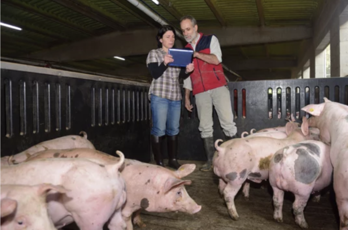 Regione Piemonte, 3 milioni per gli allevatori suinicoli: Coldiretti esulta per il bando ottenuto Regione Piemonte, 3 milioni per gli allevatori suinicoli: Coldiretti esulta per il bando ottenuto