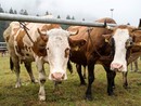 Torna al Centro del Fondo la mostra bovina della Valle Vigezzo