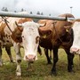 Crodo ospita la sesta edizione della Mostra Bovina Provinciale