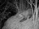 "Potrebbe esserci un altro orso nel Parco Val Grande?" "Potrebbe esserci un altro orso nel Parco Val Grande?"