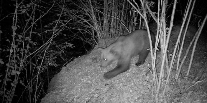 &quot;Potrebbe esserci un altro orso nel Parco Val Grande?&quot;