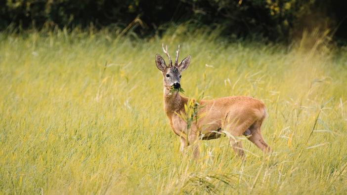 Fauna selvatica in Piemonte: nuovi criteri per il ripopolamento