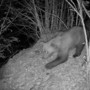 &quot;Potrebbe esserci un altro orso nel Parco Val Grande?&quot;