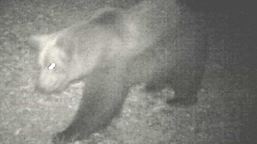 Avvistato un secondo orso nel Vco?