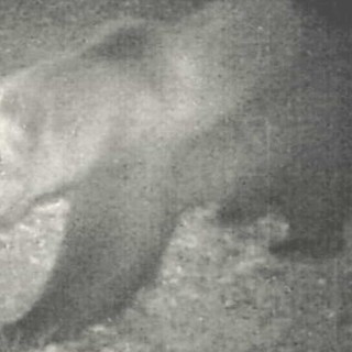 Avvistato un secondo orso nel Vco?