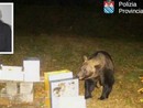 L'orso nelle sue scorribande a Trontano; nel riquadro il sindaco Renzo Viscardi