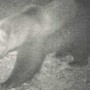 Avvistato un secondo orso nel Vco?