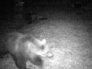 E' quasi sicuramente M29 l'orso visto all'alpe Cortevecchio