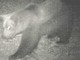 ''Non ci sono prove che in Ossola ci sia un secondo orso''