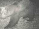 Avvistato un secondo orso nel Vco? Avvistato un secondo orso nel Vco?