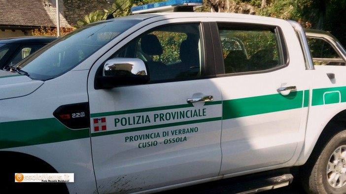 Polizia provinciale, cresciute nel 2024 le attività per il controllo dei cinghiali