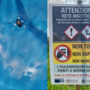 Popillia japonica, vertice in Regione per valutare le  strategie di lotta al coleottero nemico delle colture