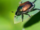 Popillia Japonica: con Apao un incontro sui nuovi rischi per le coltivazioni