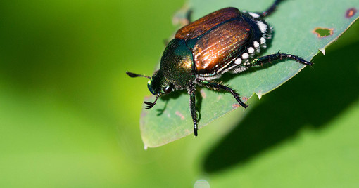 Popillia Japonica: con Apao un incontro sui nuovi rischi per le coltivazioni