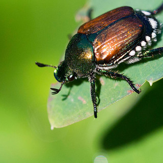 Popillia Japonica: con Apao un incontro sui nuovi rischi per le coltivazioni