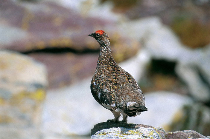 Monitoraggi estivi: fagiano di monte e pernice bianca sotto osservazione nelle aree protette dell’Ossola Monitoraggi estivi: fagiano di monte e pernice bianca sotto osservazione nelle aree protette dell’Ossola
