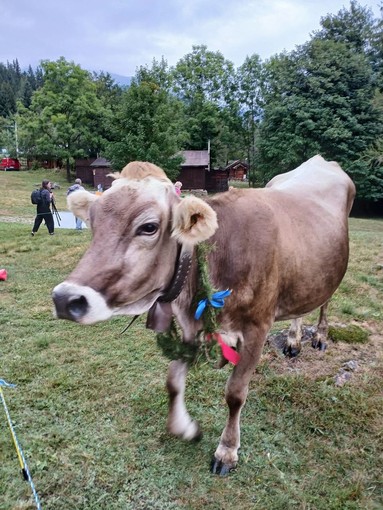 “La Scargàa di alp”: domenica 7 settembre la tradizionale discesa del bestiame