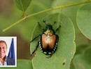 Popilia Japonica, Bongioanni: &quot;Bando da 2 milioni di euro per salvare con reti e protezioni la produzione florovivaicola&quot;