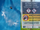 Popillia japonica, vertice in Regione per valutare le strategie di lotta al coleottero nemico delle colture Popillia japonica, vertice in Regione per valutare le strategie di lotta al coleottero nemico delle colture