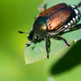 Popillia Japonica: con Apao un incontro sui nuovi rischi per le coltivazioni