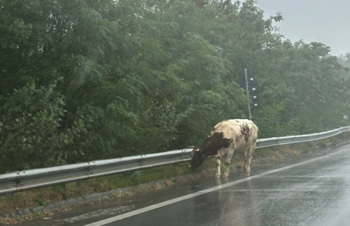 Mucca sulla superstrada, insolito avvistamento a Domodossola