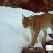 La lince torna a farsi vedere in Ossola: nuovi avvistamenti confermati da un video