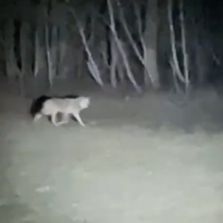 Un lupo filmato da due giovani a Premia VIDEO