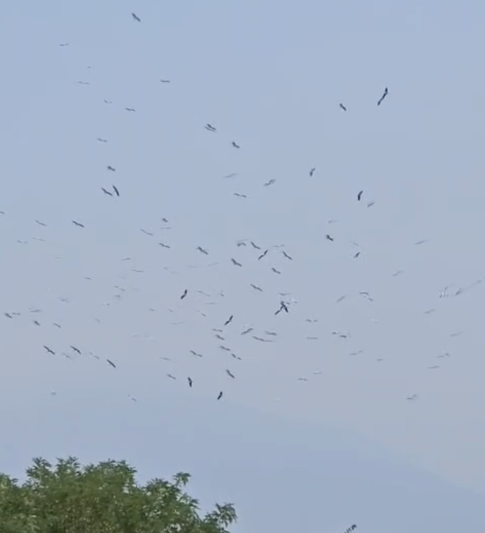 Centinaia di cicogne nei cieli di Pieve Vergonte VIDEO Centinaia di cicogne nei cieli di Pieve Vergonte VIDEO