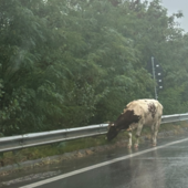 Mucca sulla superstrada, insolito avvistamento a Domodossola Mucca sulla superstrada, insolito avvistamento a Domodossola