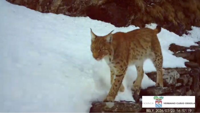 La lince torna a farsi vedere in Ossola: nuovi avvistamenti confermati da un video La lince torna a farsi vedere in Ossola: nuovi avvistamenti confermati da un video