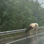 Mucca sulla superstrada, insolito avvistamento a Domodossola