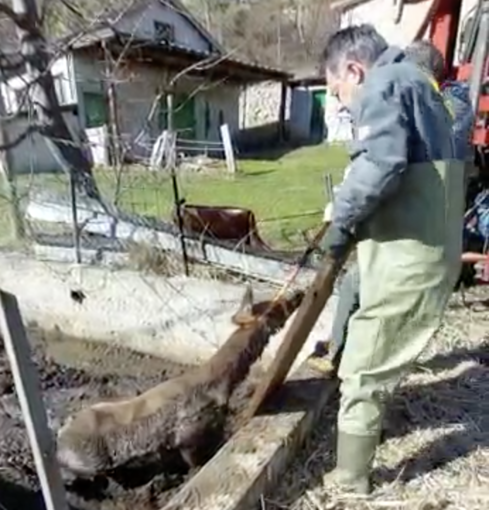 Cervo intrappolato in una vasca, salvato dalla polizia provinciale VIDEO