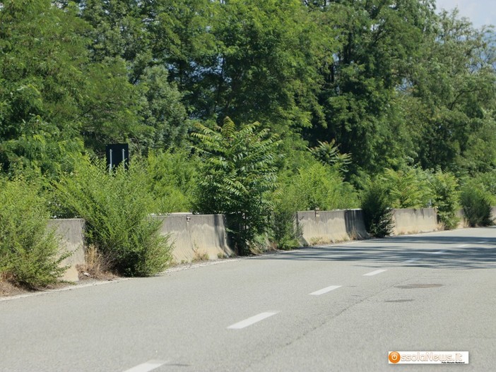 La vegetazione sulla statale 33