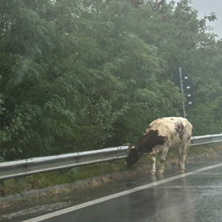 Mucca sulla superstrada, insolito avvistamento a Domodossola