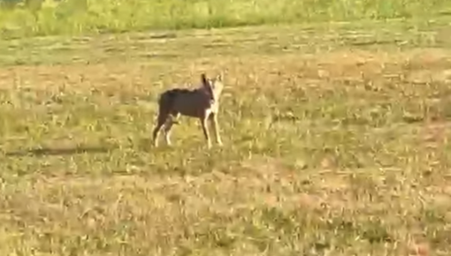 Lupo tra i campi a Vogogna, torna il dibattito sulla presenza dei predatori