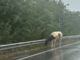 Mucca sulla superstrada, insolito avvistamento a Domodossola Mucca sulla superstrada, insolito avvistamento a Domodossola