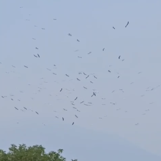 Centinaia di cicogne nei cieli di Pieve Vergonte VIDEO Centinaia di cicogne nei cieli di Pieve Vergonte VIDEO