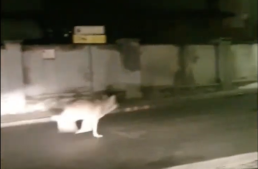 Ancora un lupo ripreso mentre corre per le strade di Santa Maria Maggiore VIDEO