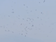 Centinaia di cicogne nei cieli di Pieve Vergonte VIDEO Centinaia di cicogne nei cieli di Pieve Vergonte VIDEO
