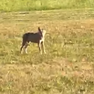 Lupo tra i campi a Vogogna, torna il dibattito sulla presenza dei predatori