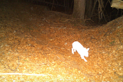Parchi ossolani, una fototrappola “cattura” una rara lepre bianca