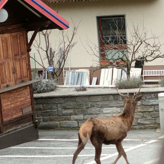 Un cervo a spasso per le vie di Bannio Anzino