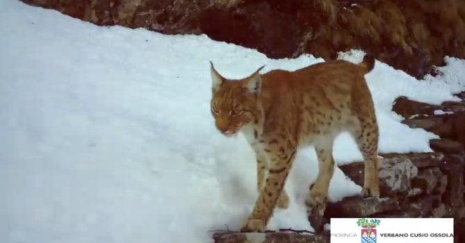 La lince torna a farsi vedere in Ossola: nuovi avvistamenti confermati da un video