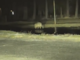 Nuovo avvistamento e nuovo filmato di un lupo a Santa Maria VIDEO