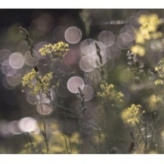 Alla Cinefoto le fotografie di Massimo Stringara