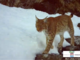 La lince torna a farsi vedere in Ossola: nuovi avvistamenti confermati da un video